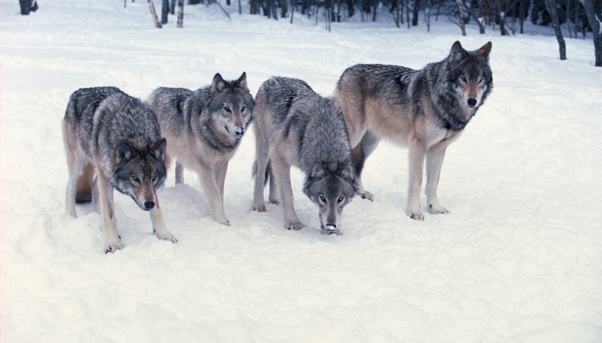 How Do Wild Wolves Hunt in a Pack? | Sciencing