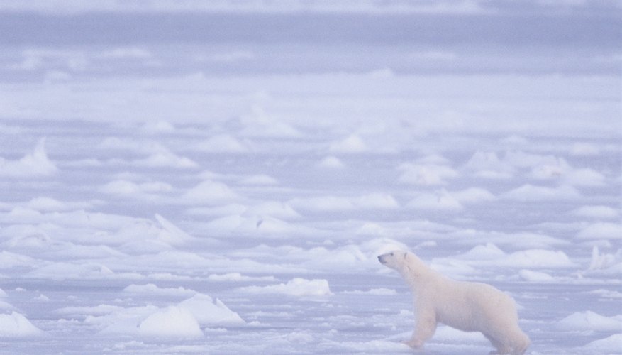Photo Credit: Tom Brakefield/Stockbyte/Getty Images Warming temperatures reduce the amount of ice on which polar bears can hunt.