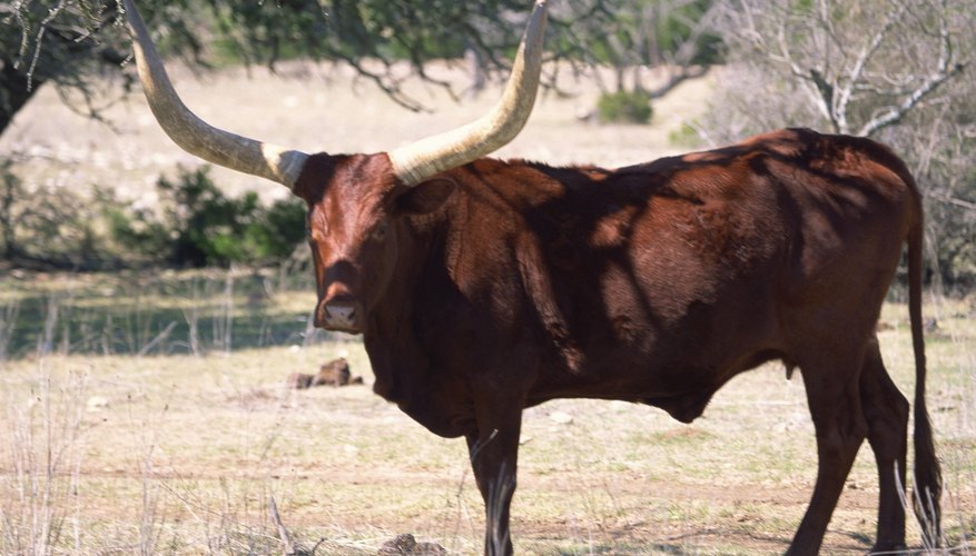 What Country Introduced Cattle to the U.S.?