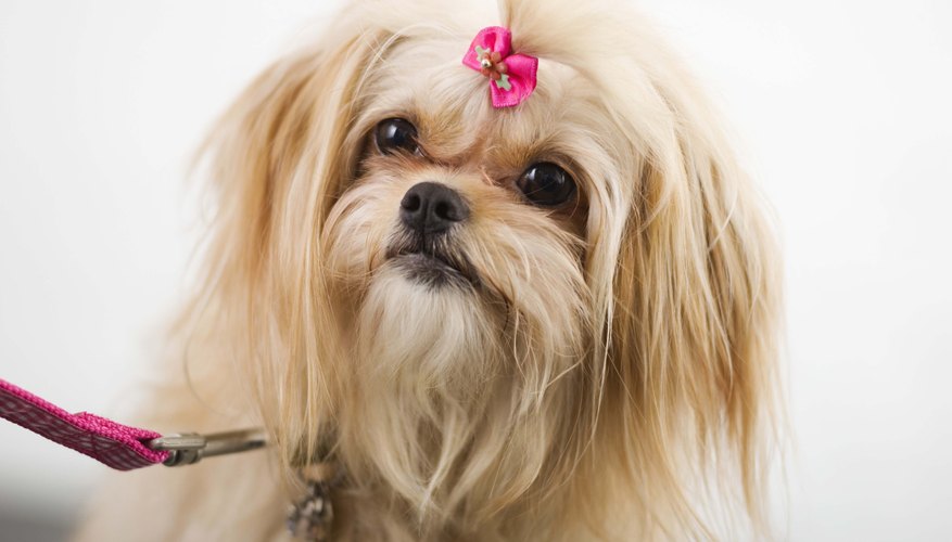 Los moños le sirven hasta a nuestros amigos peludos.