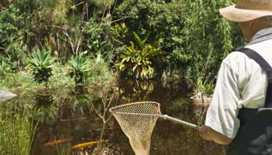 Photo Credit: Jupiterimages/BananaStock/Getty Images Remove fish before adding chemicals to your pond.