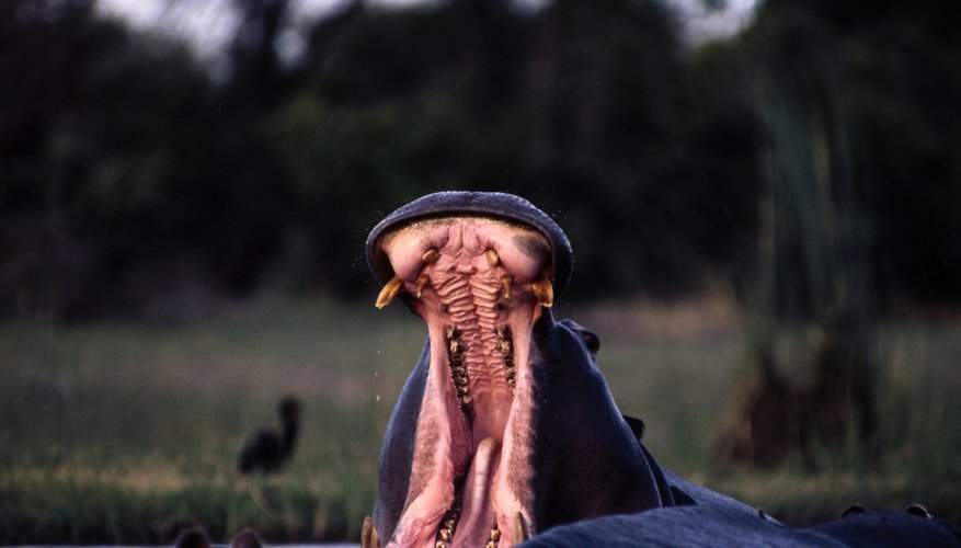 Hippos are among the animals that have been observed altering their behavior during eclipses. Hippos are among the animals that have been observed altering their behavior during eclipses.