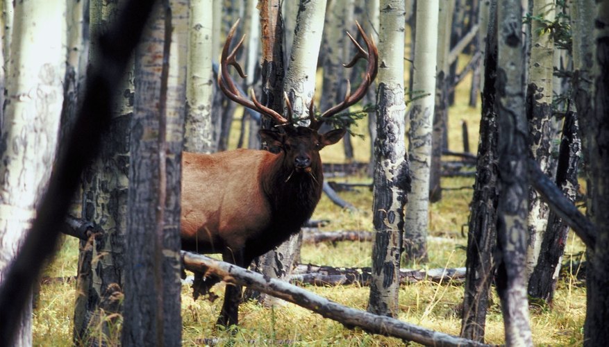 Facts on Aspen Trees | Sciencing