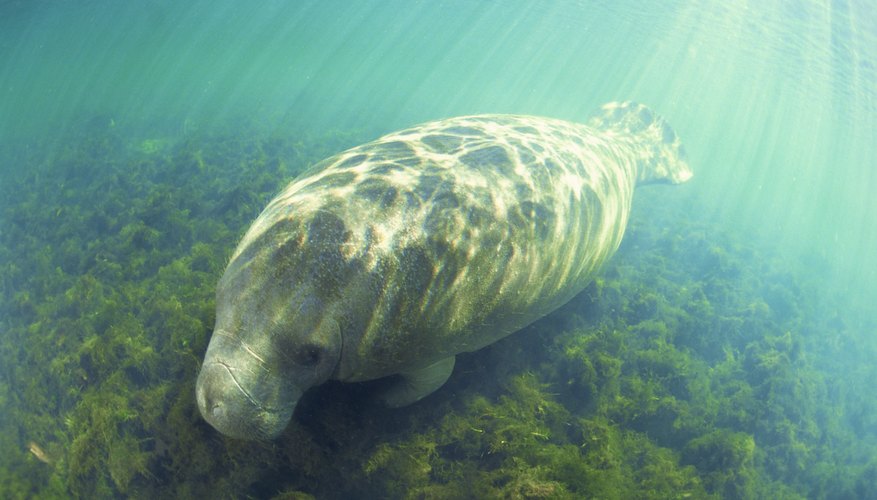 Biotic Factors in the Florida Manatee Ecosystem | Sciencing