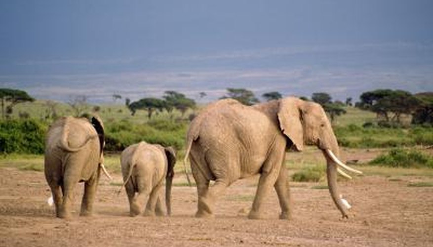 Endangered Plants & Animals of the African Savanna | Gone Outdoors