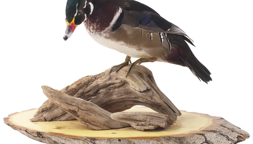 How do I Use Borax to Preserve a Bird?