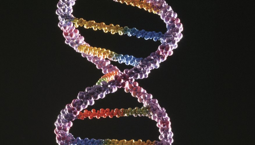 Names of DNA Strands | Sciencing