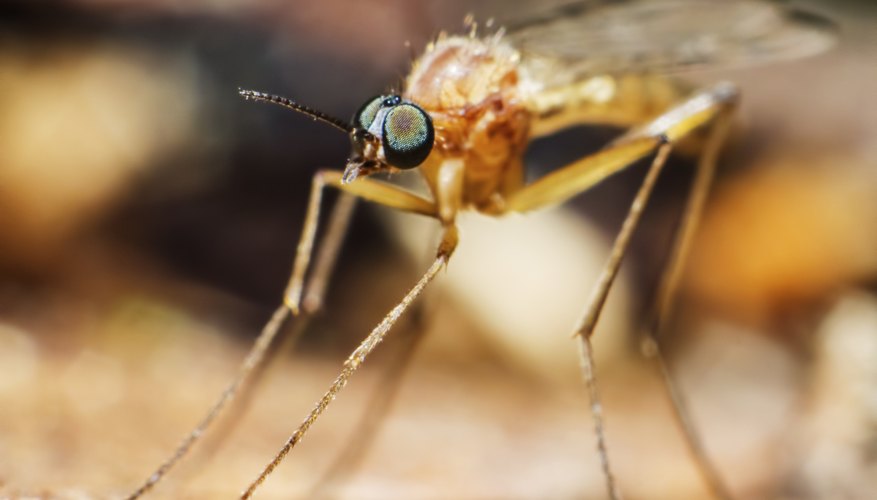 Photo Credit: ErikKarits/iStock/Getty Images mosquitoes can be found on the tundra