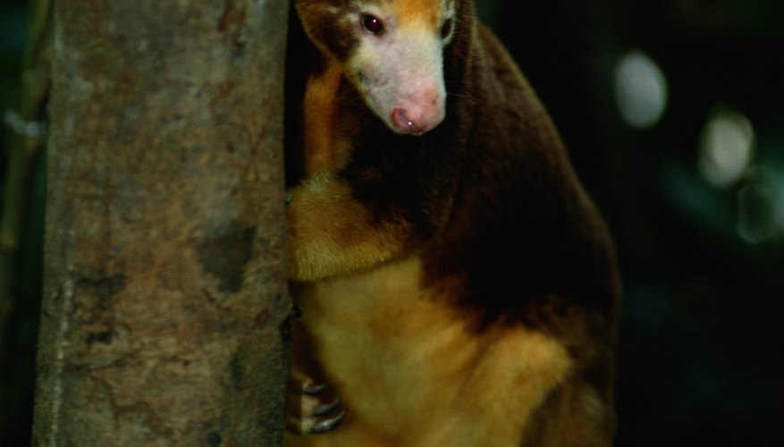 Tree kangaroos are the only macropods that can move their back feet independently. Tree kangaroos are the only macropods that can move their back feet independently.