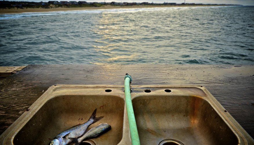Fresh fish caught off pier in North Carolina Fresh fish caught off pier in North Carolina