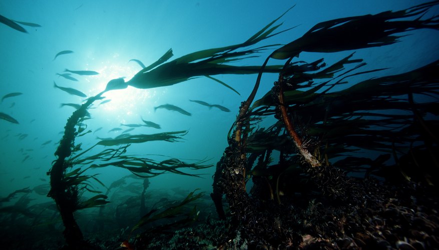 Plants In The Arctic Ocean Sciencing   139865202 