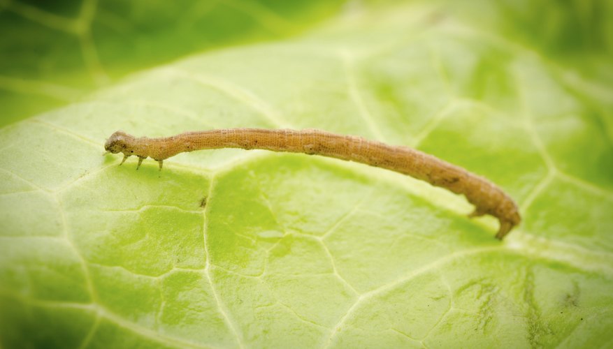 Inchworm Life Cycle Sciencing