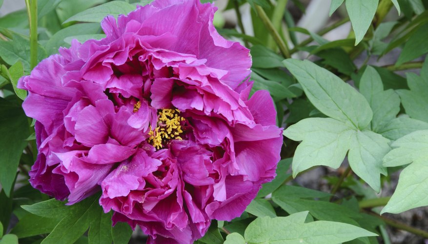 When Are Peonies in Season in Australia? | Garden Guides