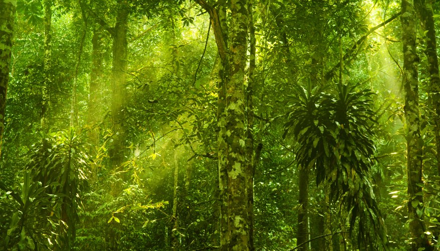 Abiotic Factors of a Rain Forest | Sciencing