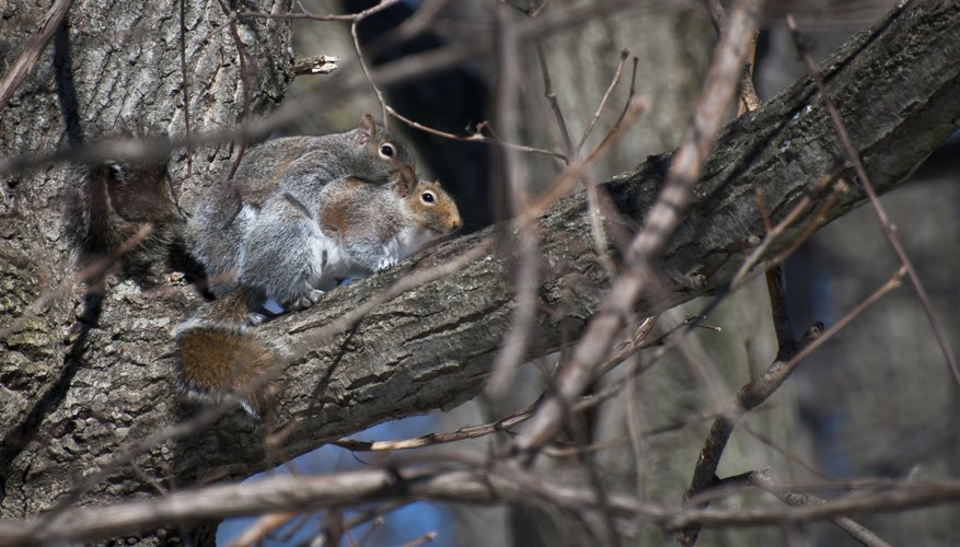 How Do Squirrels Mate? | Sciencing