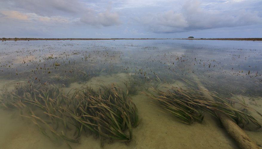 Photo Credit: macbrianmun/iStock/Getty Images Most seaweed attaches to hard surfaces.