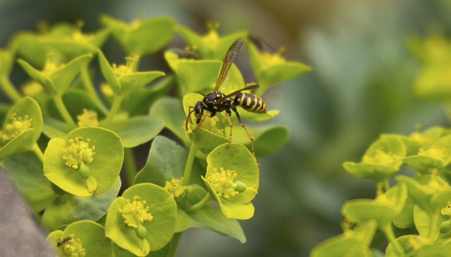 Photo Credit: kelifamily/iStock/Getty Images Wasp.
