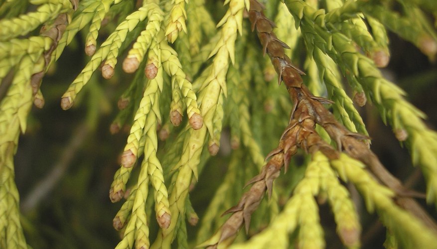 Evergreen tree branch Evergreen tree branch