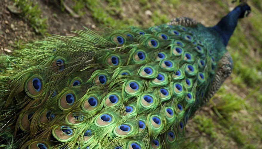 What Are the Colors in a Peacock39s Feathers Sciencing