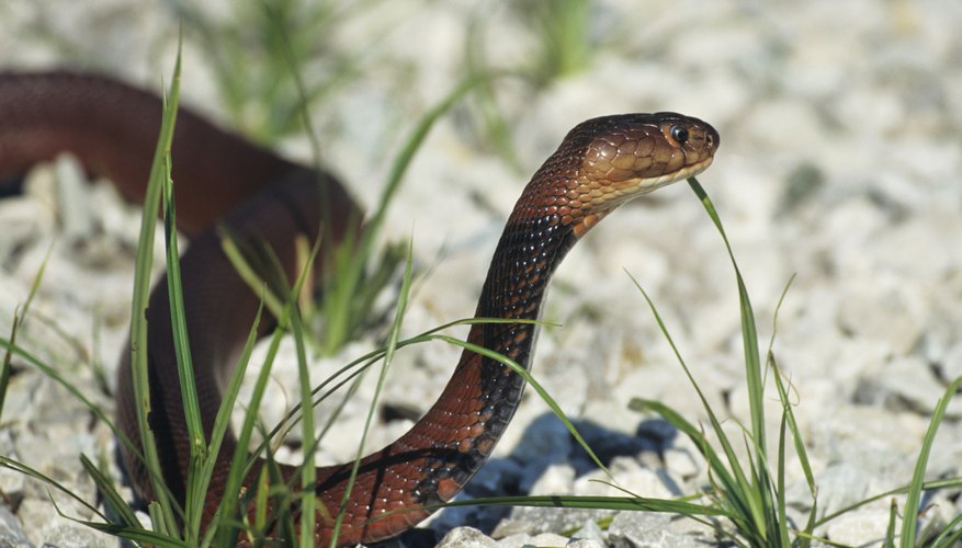 Photo Credit: Tom Brakefield/Stockbyte/Getty Images Spitting cobras give birth to live young.