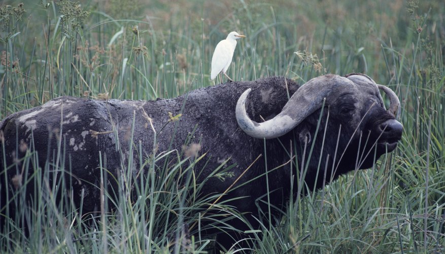Cattle egrets and buffalo have a somewhat commensal relationship. Cattle egrets and buffalo have a somewhat commensal relationship.
