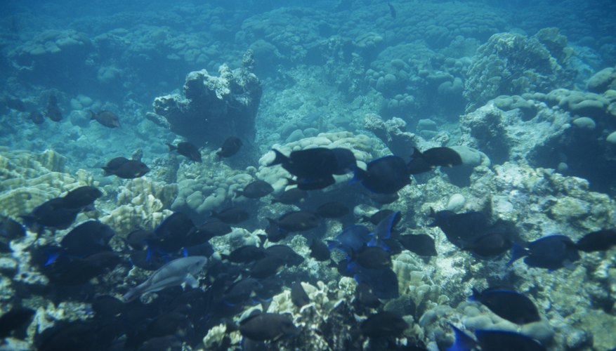 Los arrecifes de coral existen en todos los océanos tropicales del mundo y son amenazados por enfermedades, cambio climático y destrucción de actividades humanas.