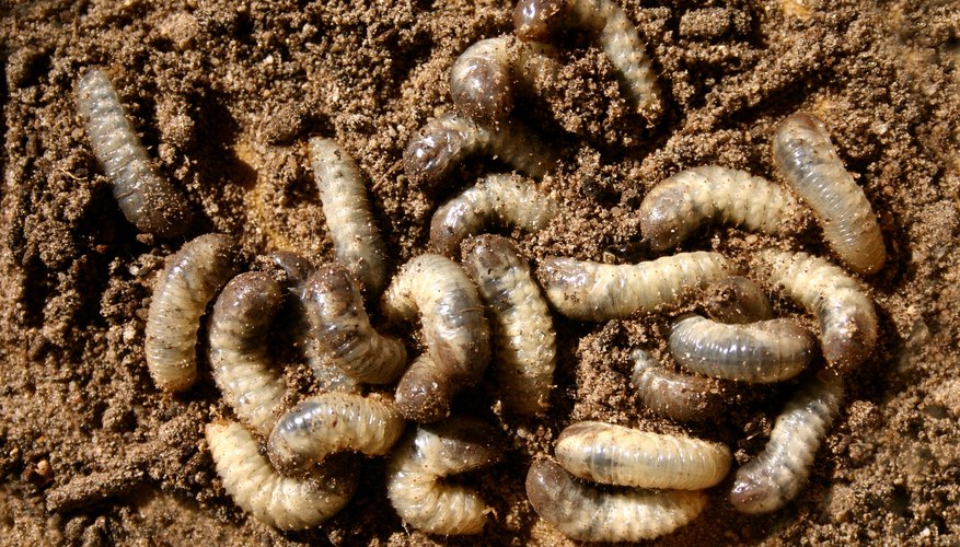 Inchworm Life Cycle | Sciencing