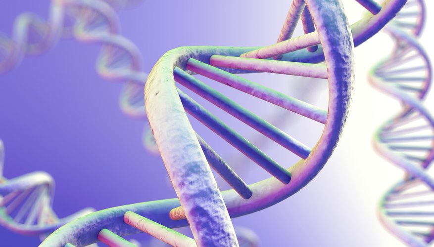 Photo Credit: Tomasz Wyszołmirski/iStock/Getty Images DNA contains the genetic information of an individual.