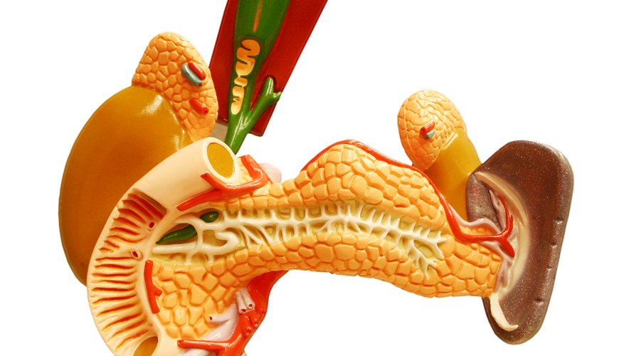 Model of the human spleen. Model of the human spleen.