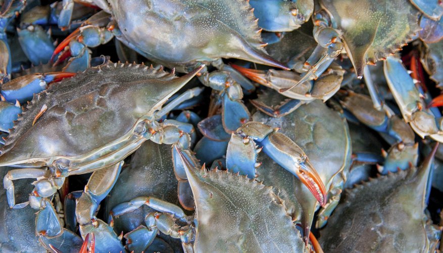 Blue Crab Fishing in Texas