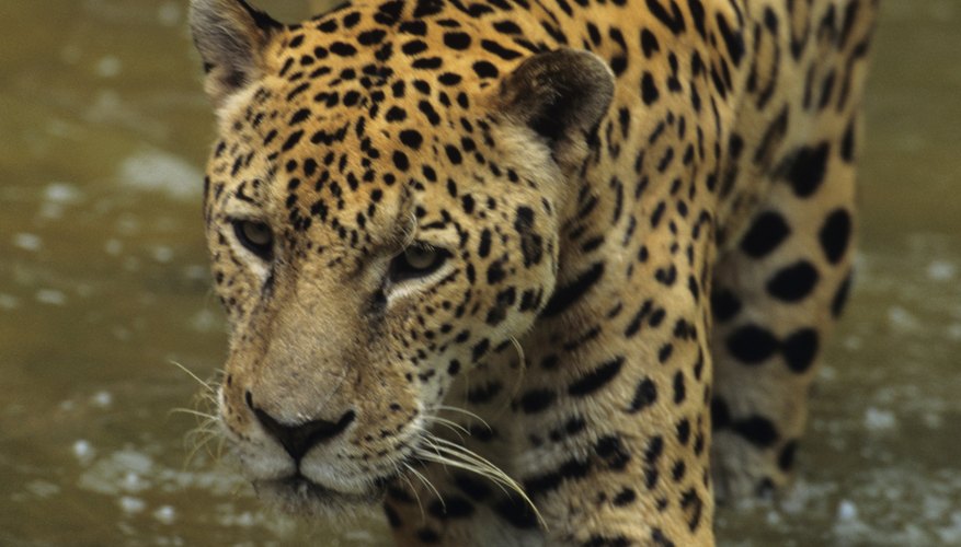 Photo Credit: Tom Brakefield/Stockbyte/Getty Images Jaguars are good swimmers and are active in the daytime.