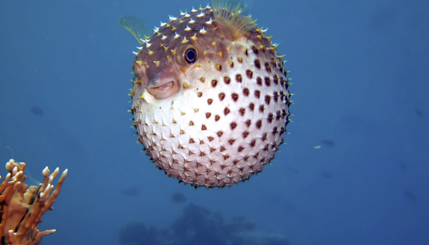 Yellow spotted burrfish. Yellow spotted burrfish.