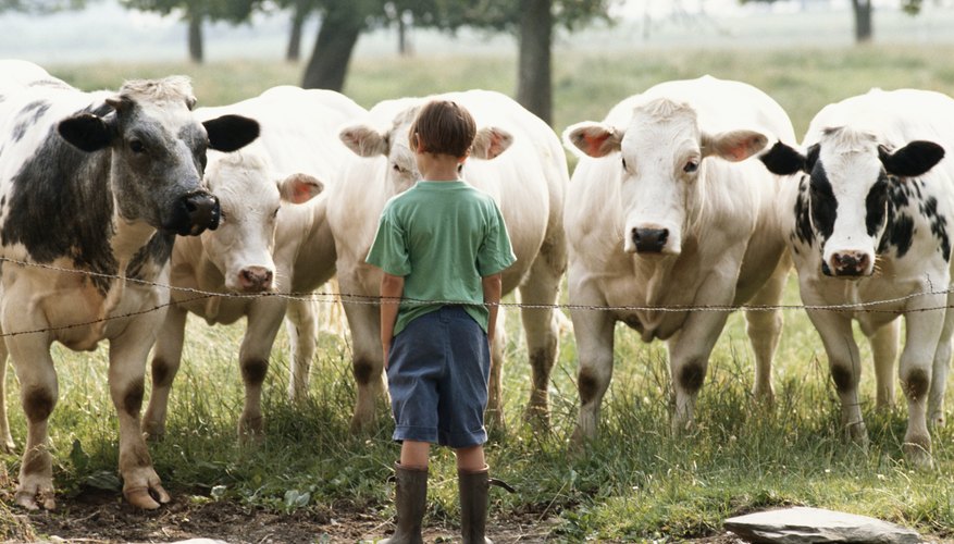Un sistema automático para ordeñar vacas es más rápido que un sistema manual.
