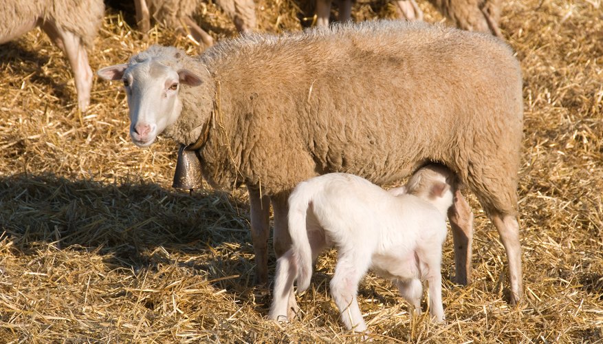 How Often Are Sheep Sheared?