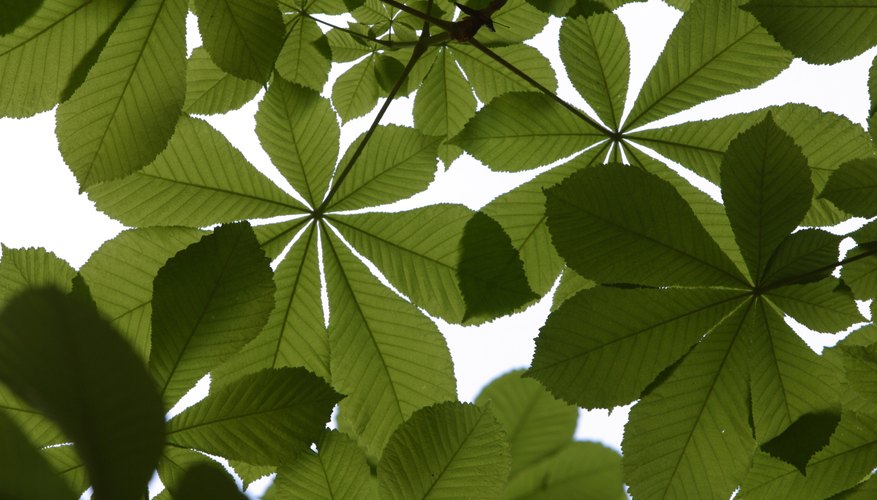 Plants manufacture food using a process known as photosynthesis. Plants manufacture food using a process known as photosynthesis.