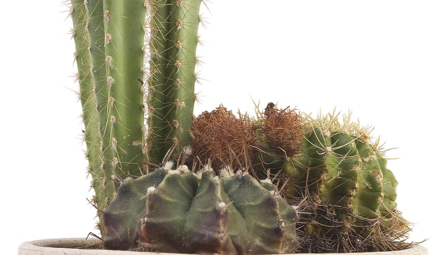 The Functions Of A Cactus Garden Guides