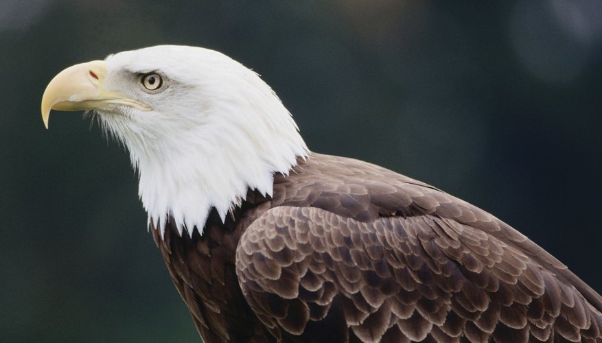 The Characteristics of an Eagle Bird | Our Pastimes