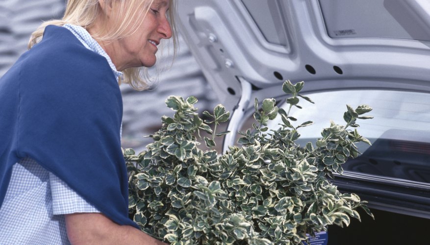 Woman loading plant into trunk