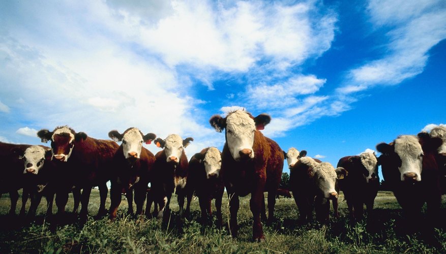 Hasil gambar untuk Protecting Your Livestock Investment Against Losses