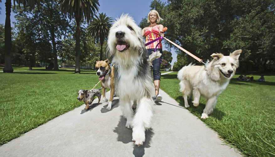 Photo Credit: Brand X Pictures/Brand X Pictures/Getty Images Dog Walking
