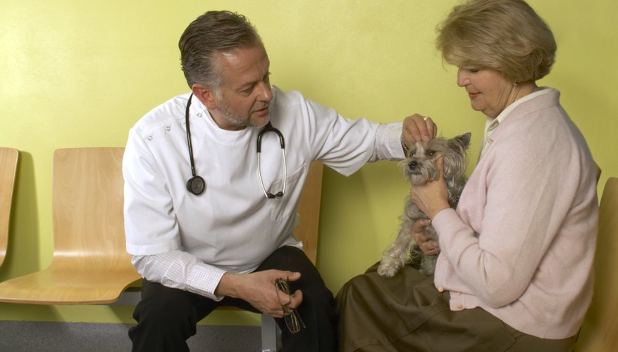 La tiña no mejora por sí misma, por lo tanto, se necesita el tratamiento inmediato de un veterinario.