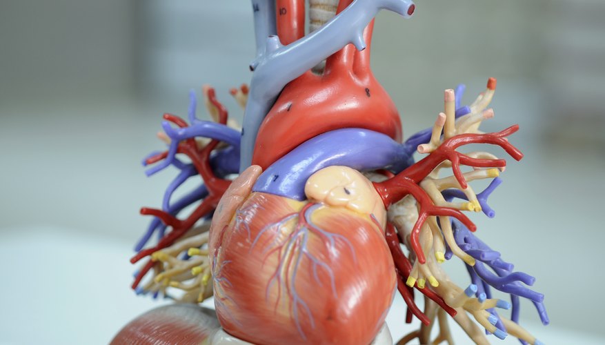 Human Heart Science Projects | Sciencing