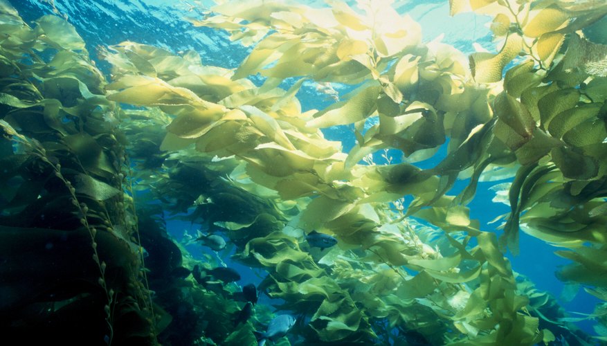 Photo Credit: jeffrey waibel/iStock/Getty Images Photosynthesis is the process of converting light into chemical energy.