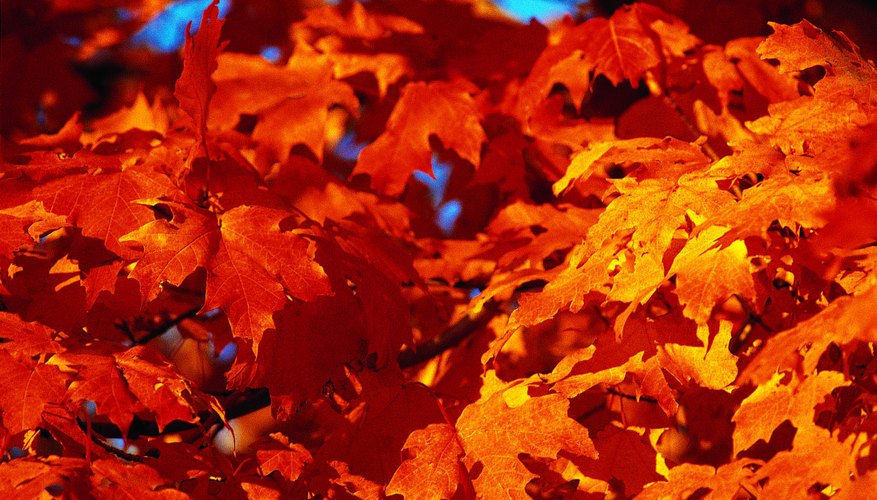 Brattleboro, Vermont es un destino ideal en otoño, cuando los árboles son ricos en color.
