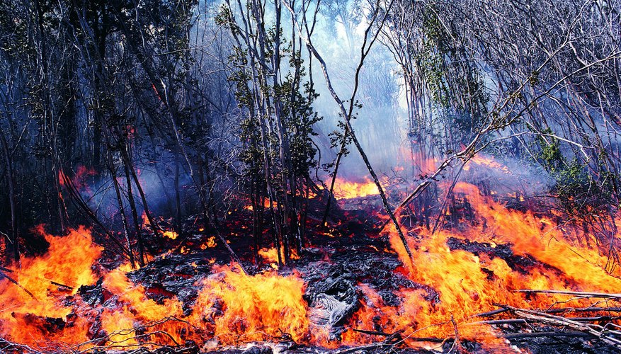 how electricity environment damages the of Fire  Disadvantages Sciencing & Advantages