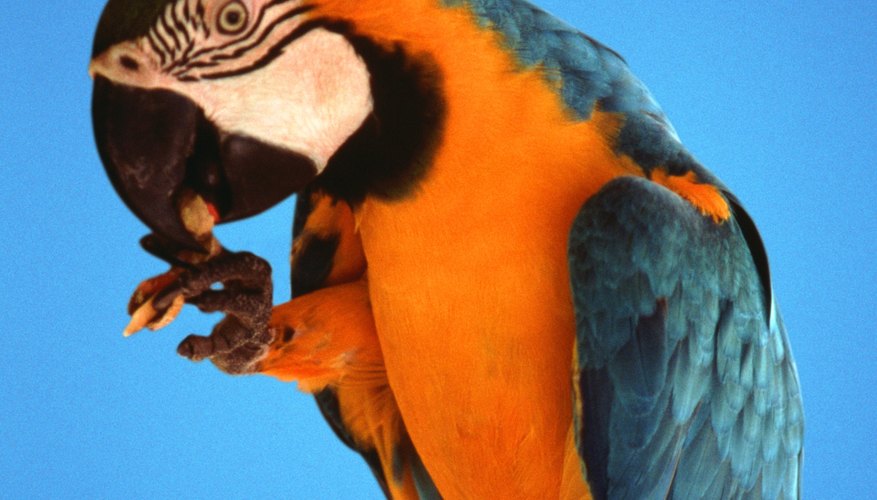 During Bora ceremonies, both men and women wear skirts and animal-tooth necklaces with plumed headdresses made from macaw feathers. During Bora ceremonies, both men and women wear skirts and animal-tooth necklaces with plumed headdresses made from macaw feathers.
