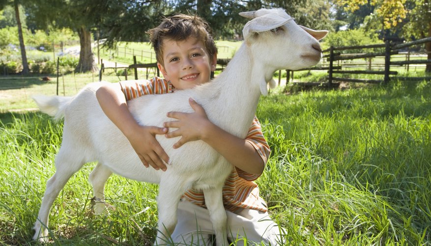 La zona de Hickory Hills tiene mucho para mantener a los niños ocupados, de las visitas a una granja en cuando a un parque de diversiones.
