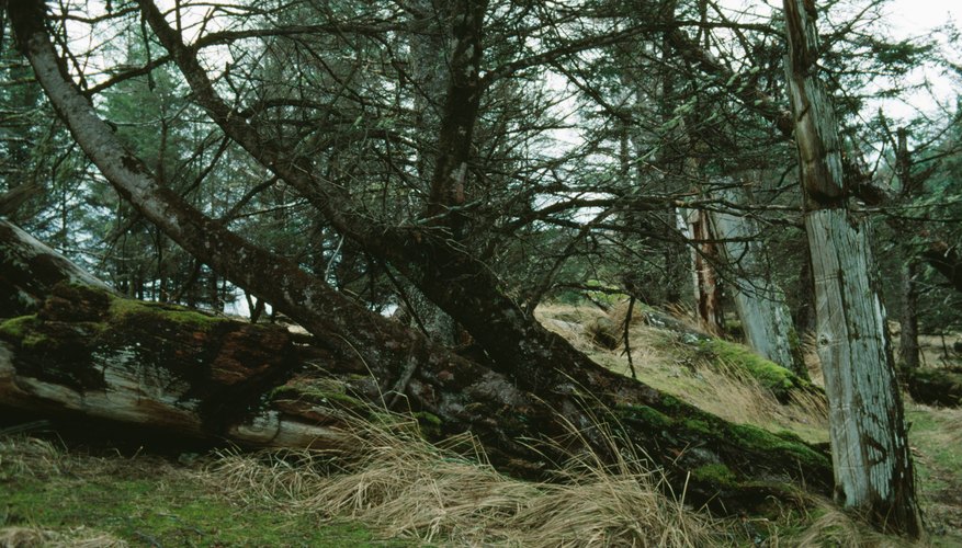 Comprehensive insurance may cover damage from a fallen tree.