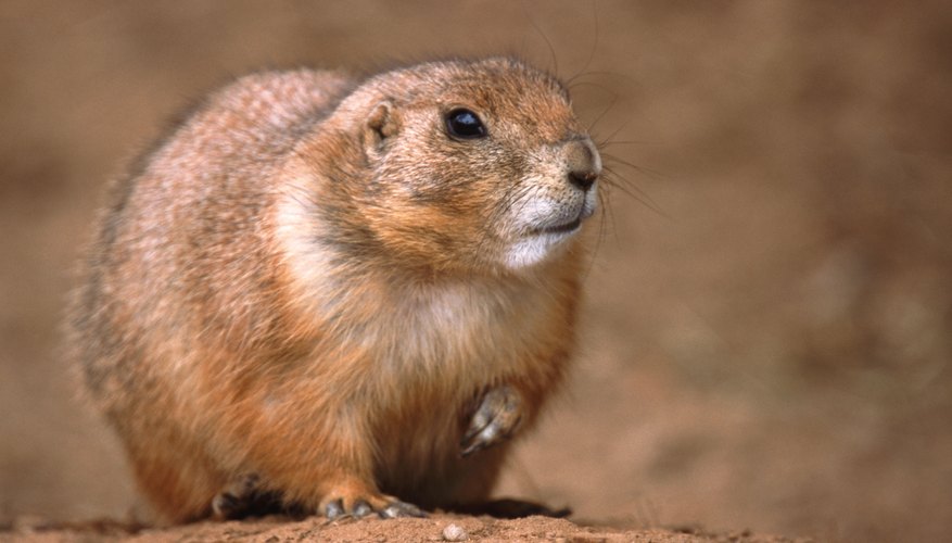 What Are the Differences Between a Groundhog & a Prairie Dog? | Sciencing