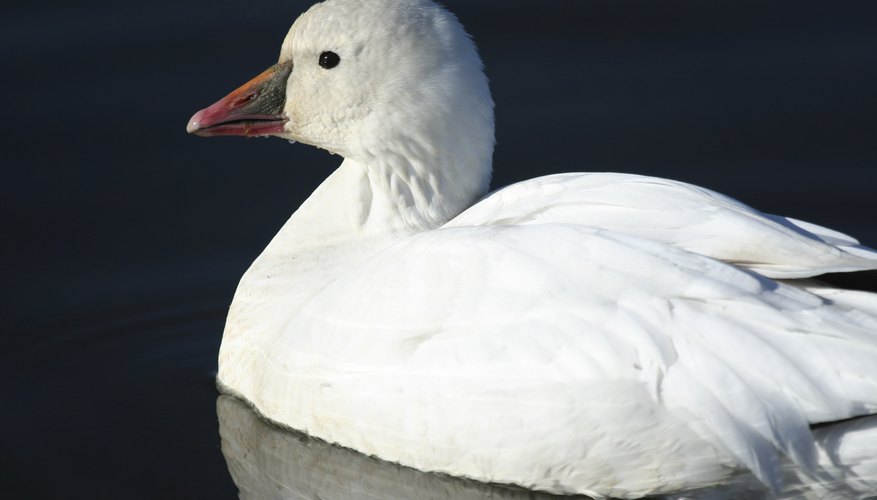 Photo Credit: Philip Robertson/iStock/Getty Images A close-up of a Ross's goose swimming on the water's surface.